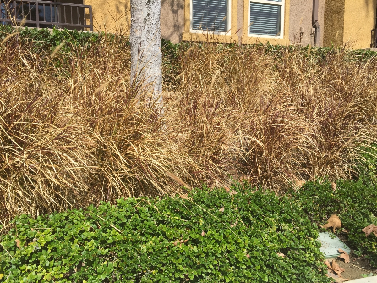 time-to-cut-back-the-ornamental-grasses-self-sufficiency-before-it