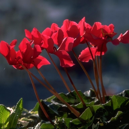 schinus molle flower